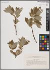 Foto von Salix caprea L.